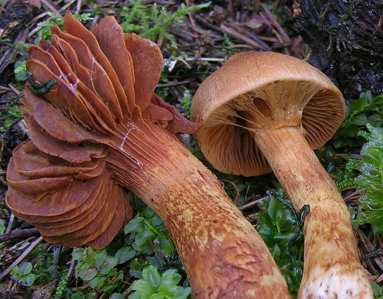 Cortinarius rubellus/C.orellanoides var. speciosissimus